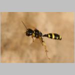 Mellinus arvensis - Kotwespe w47 im Nestanflug.jpg